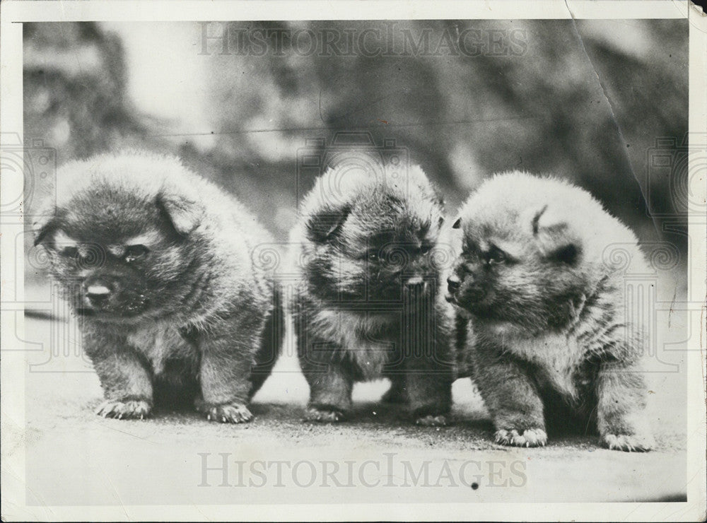 1931 Press Photo Australian dingo puppies - Historic Images