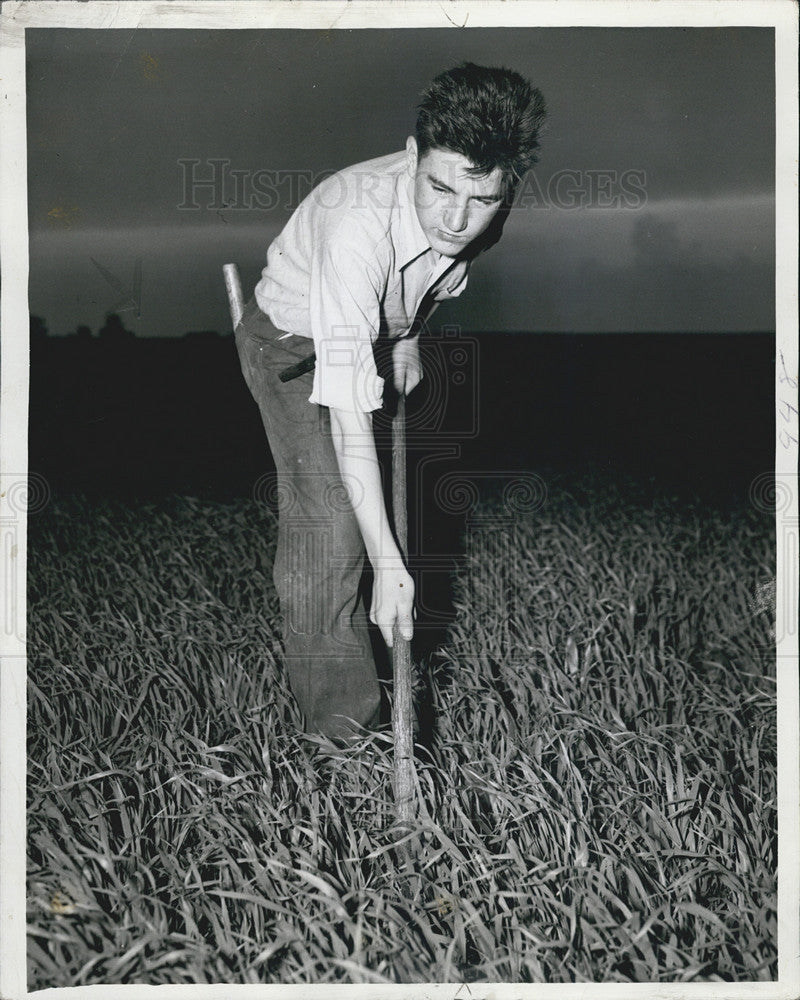 1943 Press Photo Tom Evans Hoeing Thistle Field During Storm - Historic Images