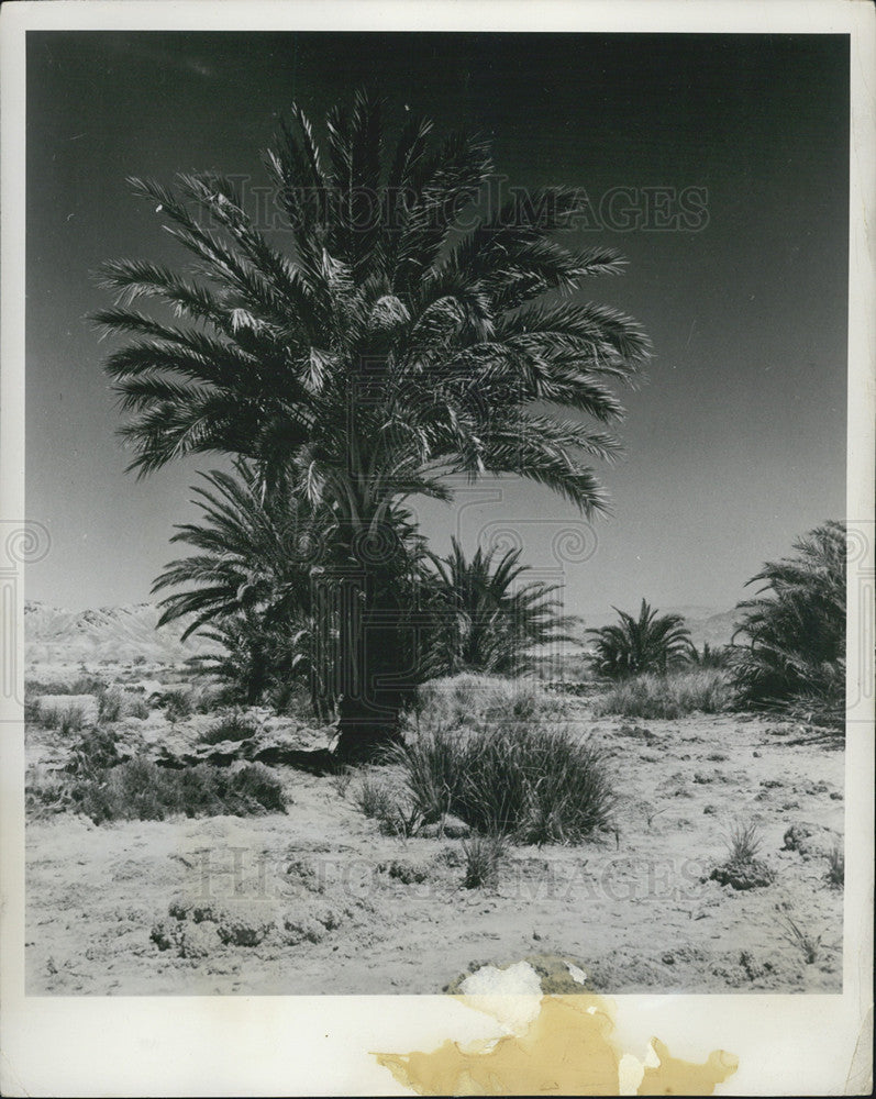 1960 Press Photo Israel Irrigation Landscape Tree Dessert - Historic Images