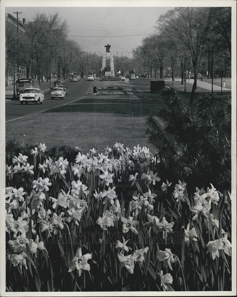 1965 Press Photo Ottawa Flower Bed Elgin Street Daffodils National War Memorial - Historic Images