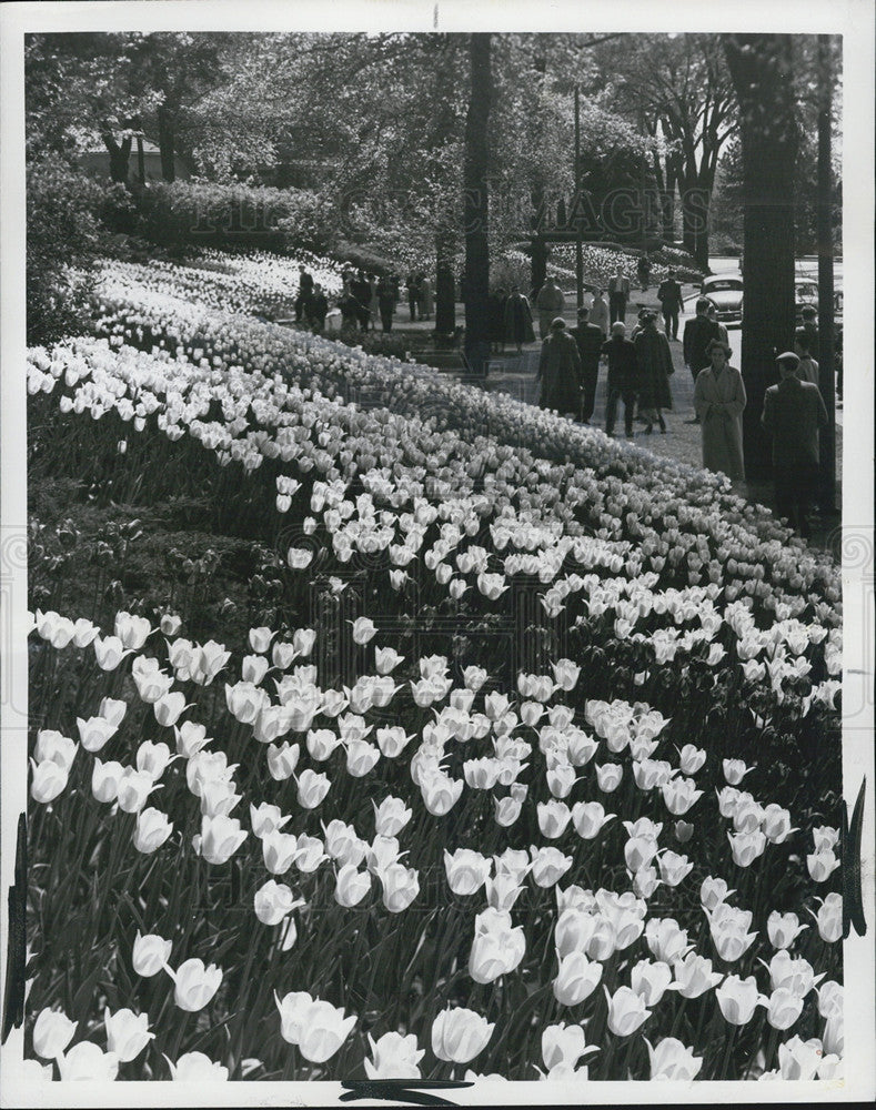 1964 Press Photo Tulip covered grounds of Canada&#39;s Capital in Ottawa - Historic Images