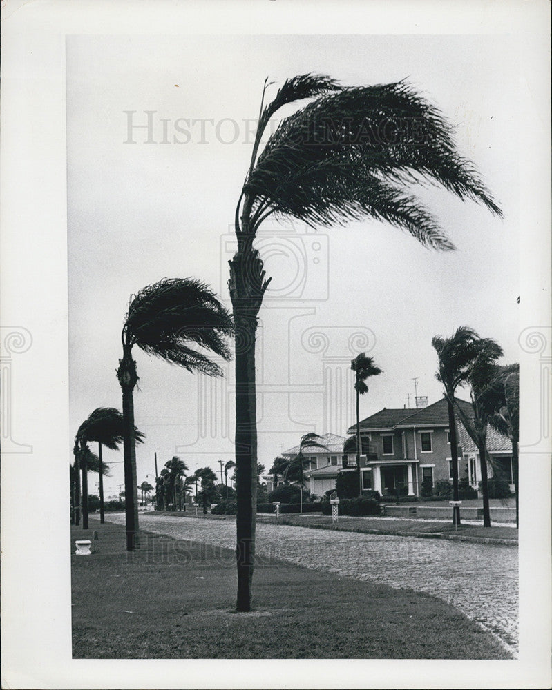 1966 Press Photo Palm Trees Swaying In Hurricane Alma Winds Beach Drive - Historic Images