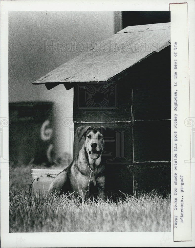 1984 Press Photo Dog Port Richey Florida - Historic Images