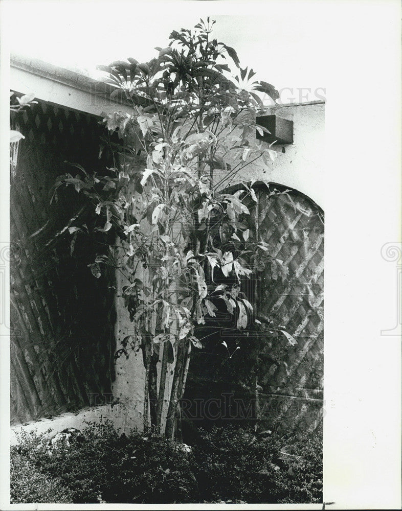 1983 Press Photo Hailstones turned an unsuspecting schefflera plant - Historic Images