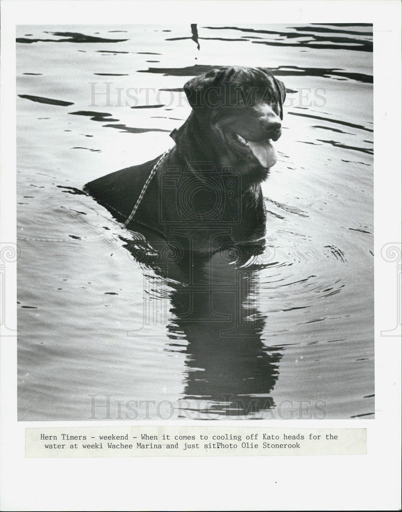 1989 Press Photo Dog Kato Weeki Wachee Marina - Historic Images