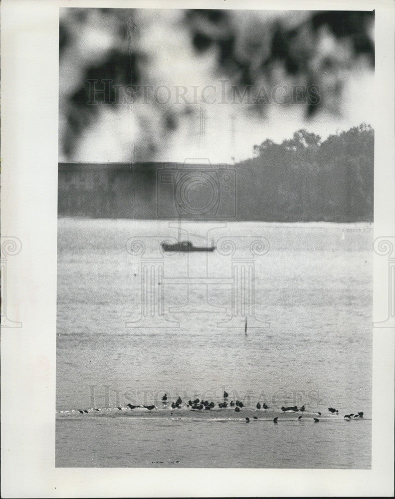 1972 Press Photo Seagulls Tampa Bay Florida - Historic Images