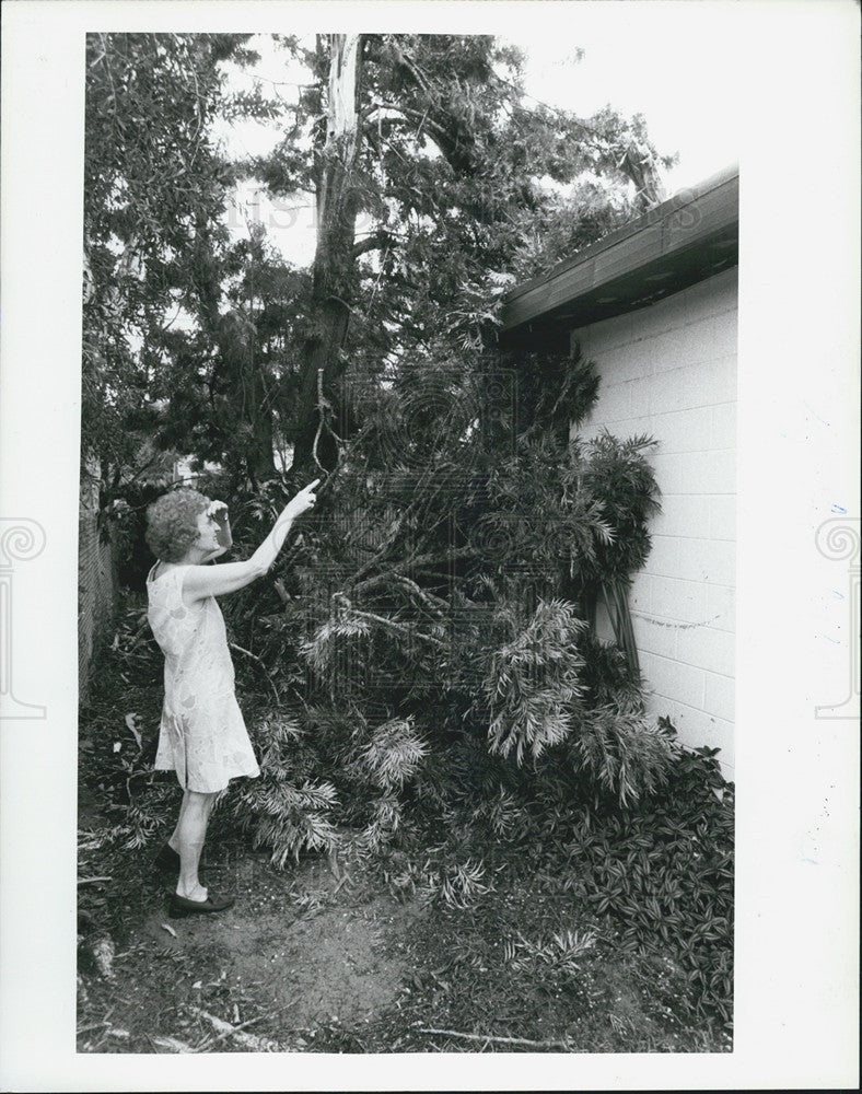 1983 Press Photo Thunderstorm Damage, Tree - Historic Images