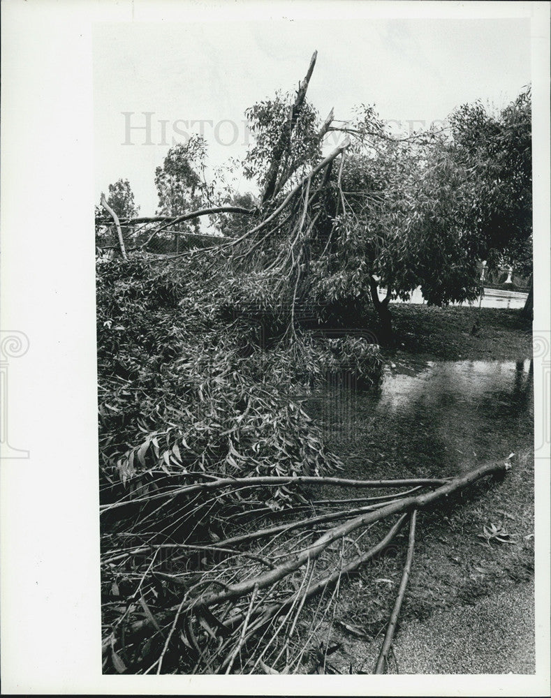 1979 Press Photo Kapok Tree Inn Tornado Damage Clearwater - Historic Images