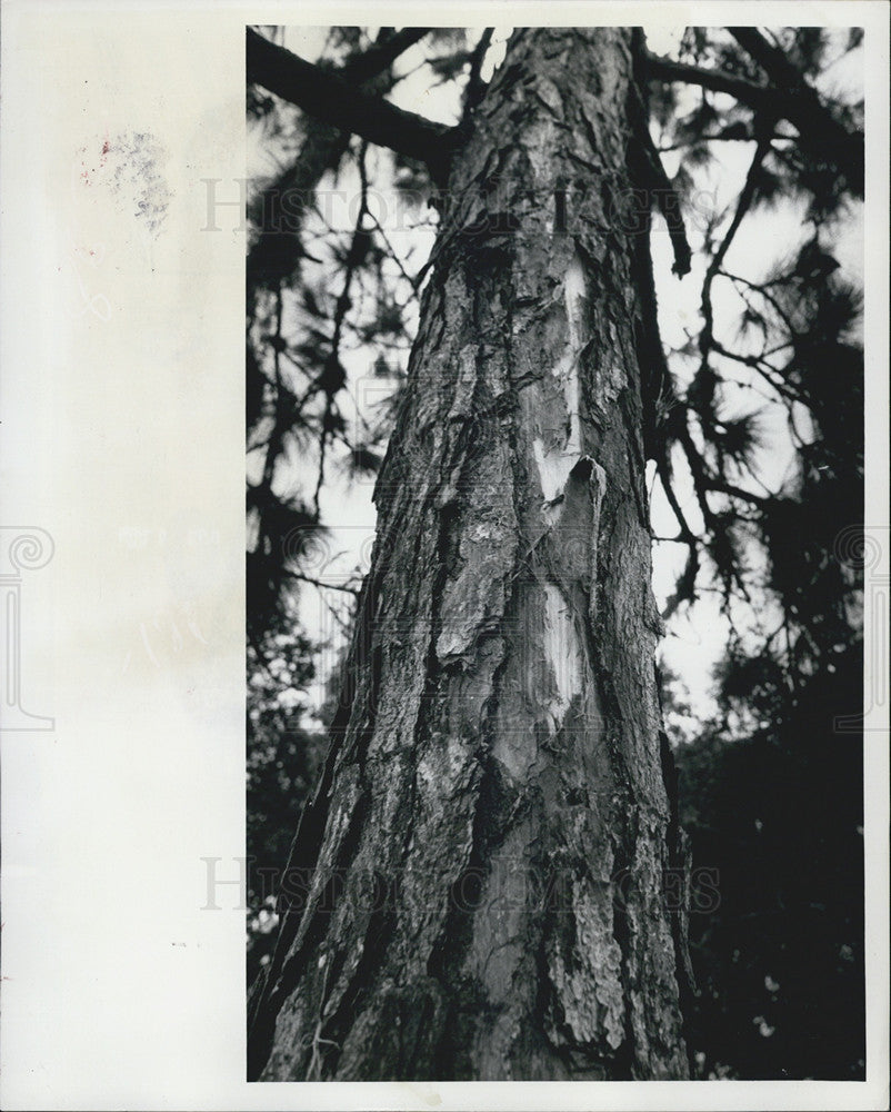 1979 Press Photo Lightning Damage Tree St. Petersburg Florida - Historic Images