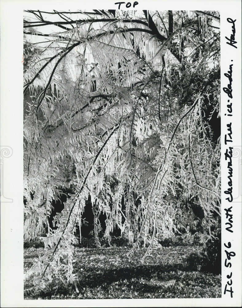 1985 Press Photo A tree laden with ice in Clearwater, Florida - Historic Images