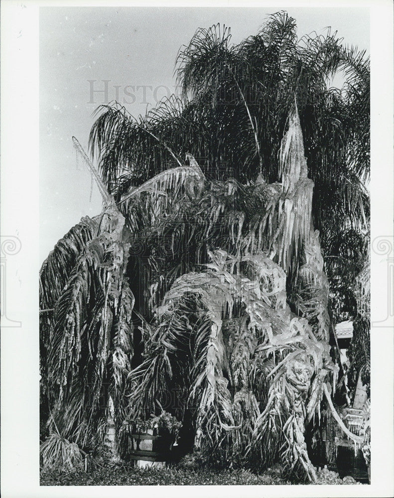 1983 Press Photo Earl Zinck takes a picture of his frozen ice tree - Historic Images