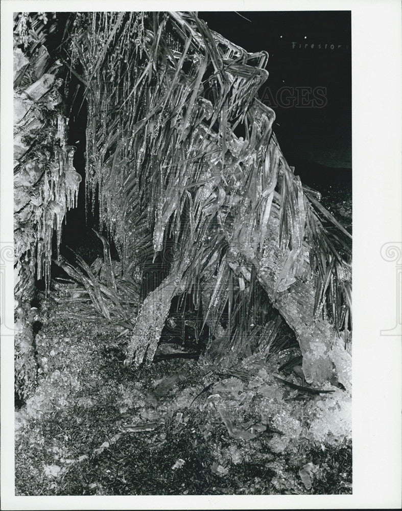 1983 Press Photo Ice hanging off palm trees - Historic Images