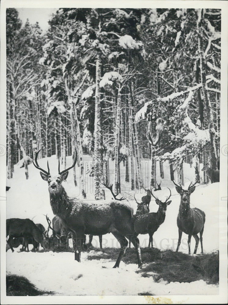 1955 Press Photo Scotland these Beast Roam on Royal Property Food was Laid Out - Historic Images