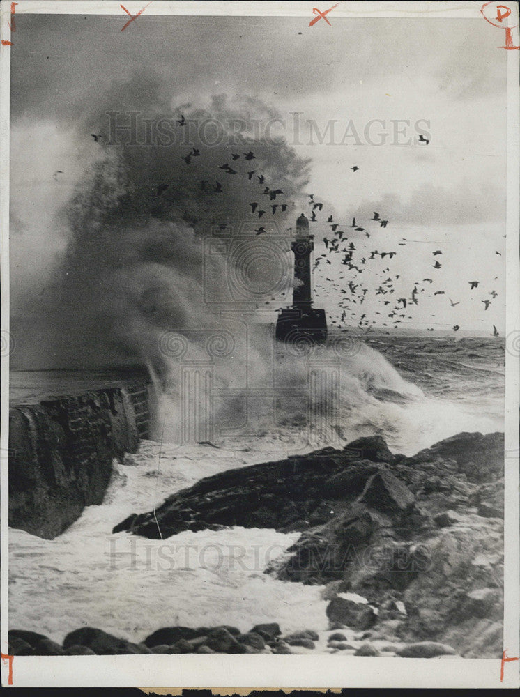 1933 Press Photo Birds &amp; Suff On The Coast Of Aberdeen - Historic Images