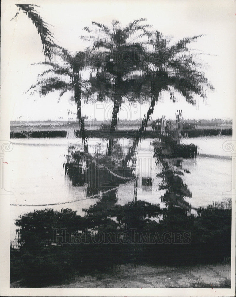 1969 Press Photo of a palm tree shot through rain spattered window - Historic Images