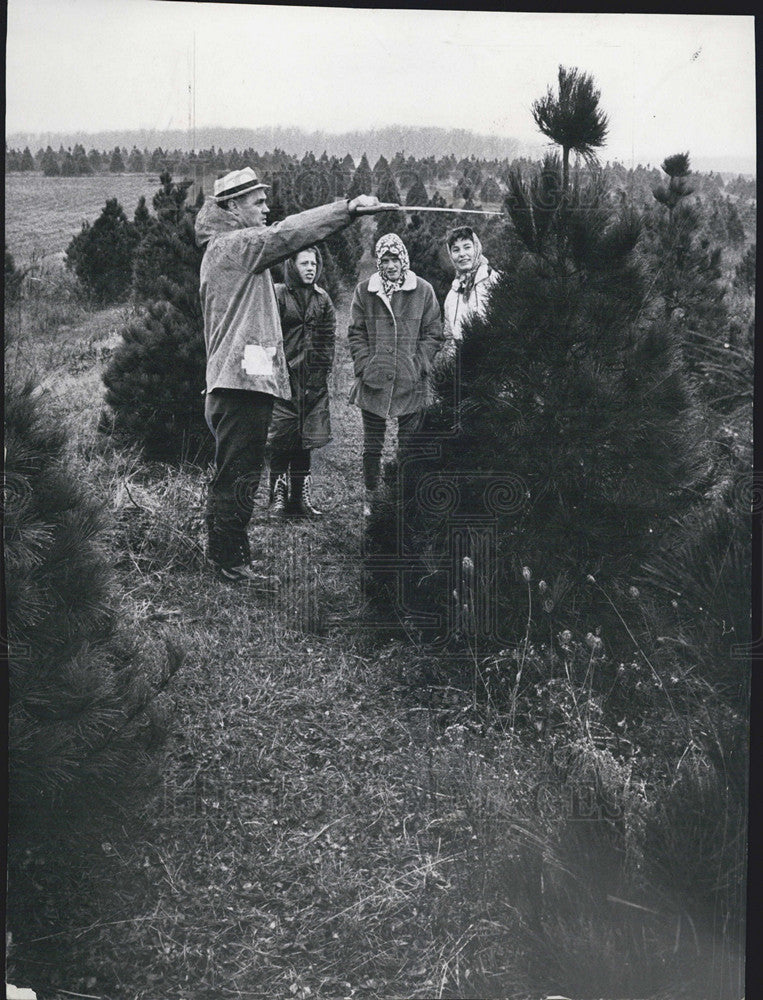 1967 Press Photo Christmas Tree Ed Gilbert Ide&#39;s Tree Farm Illinois - Historic Images