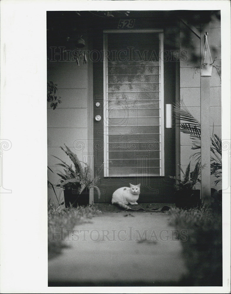 1984 Press Photo cat doorstep Main Street New Port Richey blustery weather - Historic Images