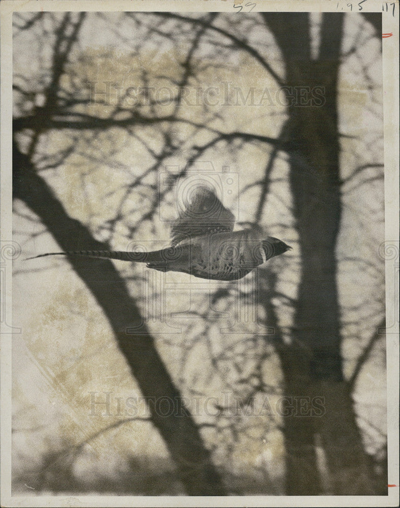 1972 Press Photo pheasant Rocky Mountain arsenal trees - Historic Images