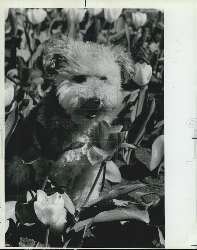 1988 Press Photo Beauregarde mixed breed dog The Cherry Orchard - Historic Images