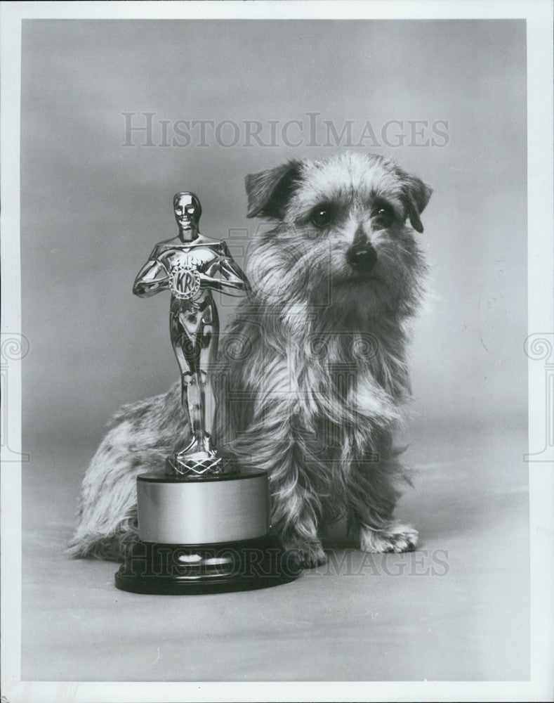 1985 Press Photo Dog shows - Historic Images