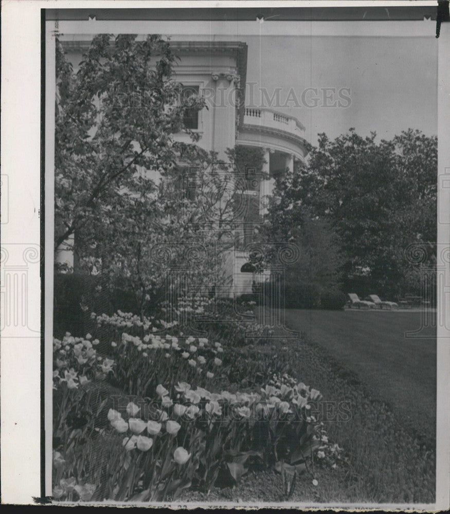 1963 Press Photo Tulips &amp; Flowering Trees In The White House Rose Garden - Historic Images