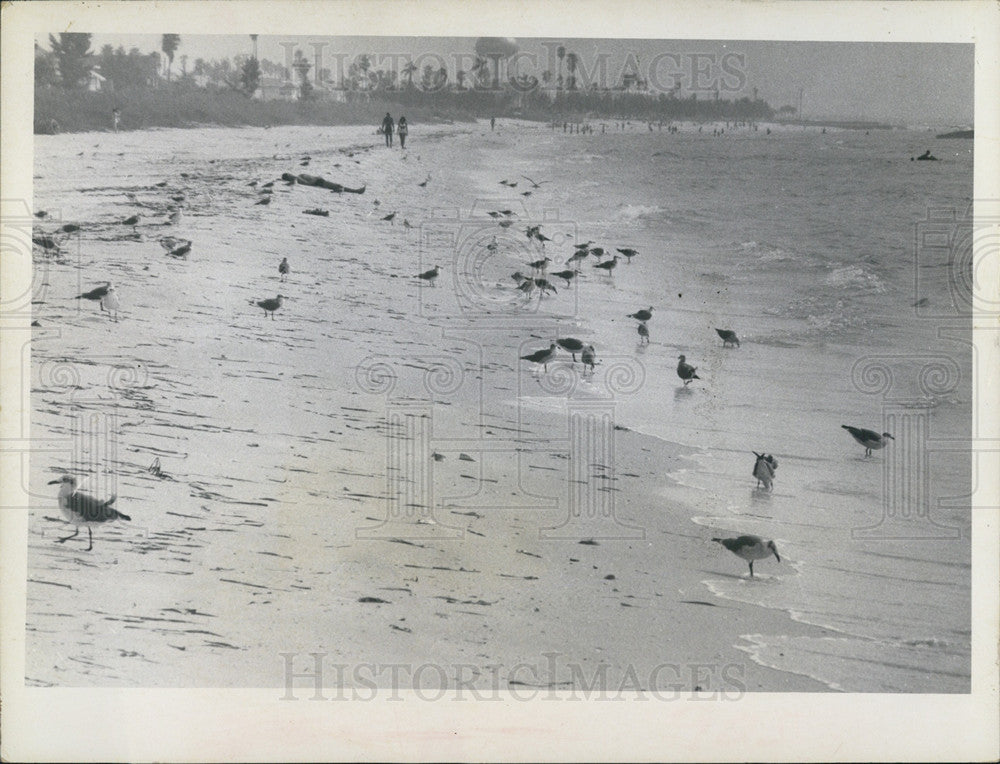 1968 Press Photo St. Petersburg Beach back to normal after a dead fish invasion - Historic Images