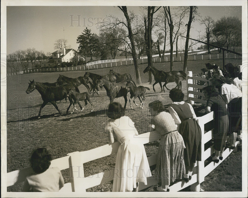 1955 Press Photo Of Kentucky Horse Farms. - Historic Images