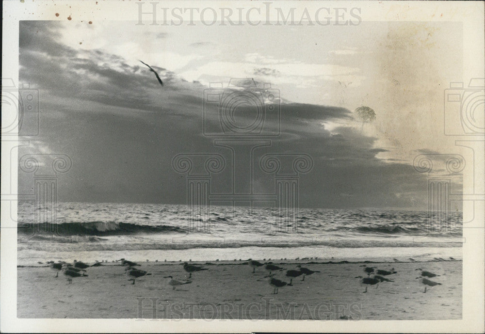 Undated Press Photo Dozens Of Seagulls Gather On St. Leo Abby Beach With The Sun Setting - Historic Images