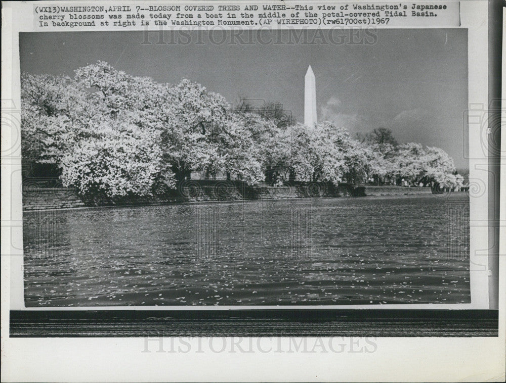 1967 Press Photo DC Tidal Basin Covered In Cherry Blossoms-Washington Monument - Historic Images