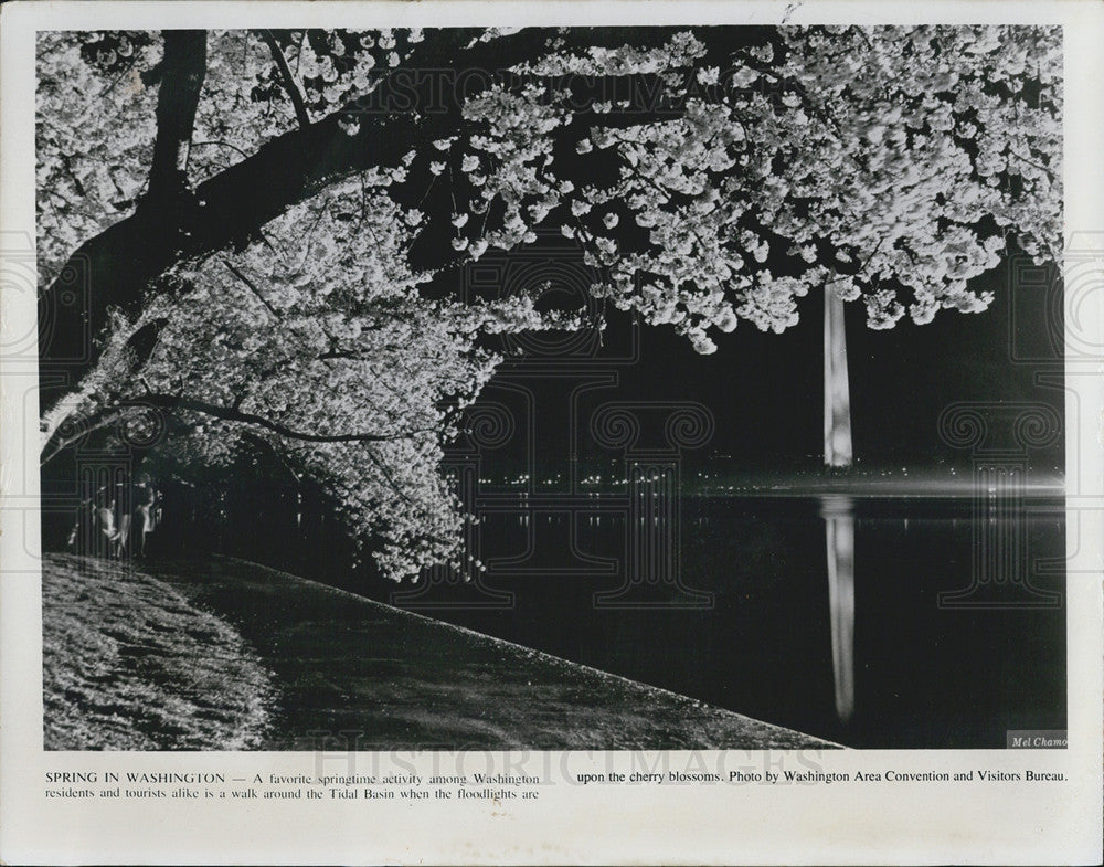 1974 Press Photo Cherry Blossom Trees In Washington DC - Historic Images