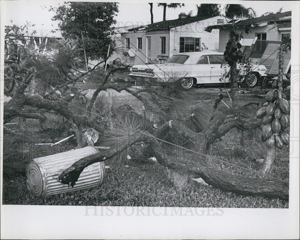 1964 Press Photo Tornado Damaged Trees Pinellas County Florida - Historic Images