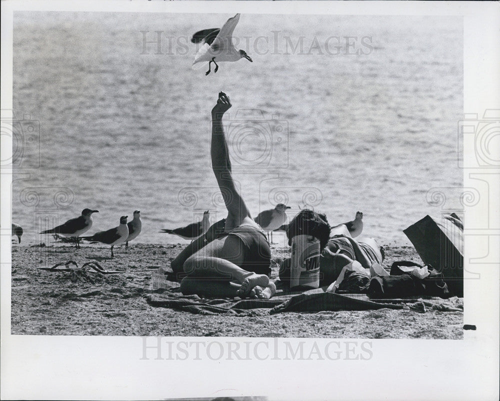 1981 Press Photo Larry Herzog Gulfport Beach Seagulls - Historic Images