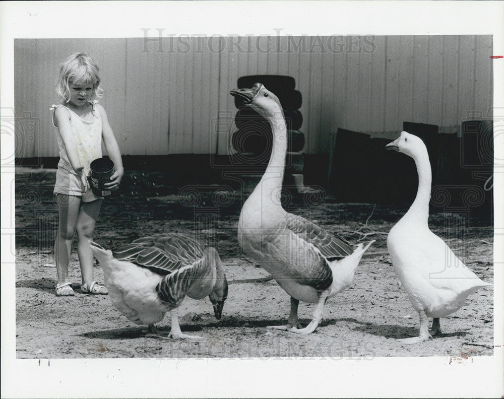 1985 Press Photo Morgan Runkel, Pet Geese, Hudson - Historic Images