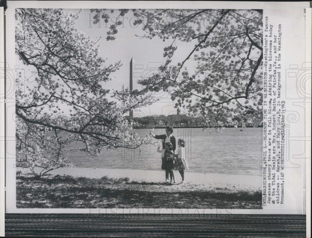 1963 Press Photo Japanese Cherry trees with Washington Monument in Background - Historic Images