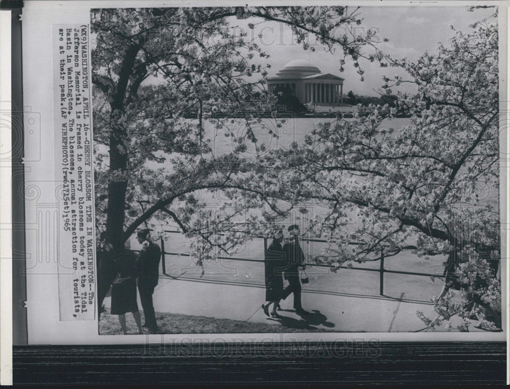 1965 Press Photo Cherry Blossom In Washington, Jefferson Memorial in background - Historic Images