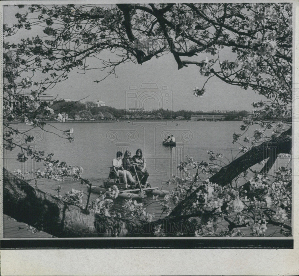 1969 Press Photo Cherry Blossoms, Todal Basin, Washington DC - Historic Images