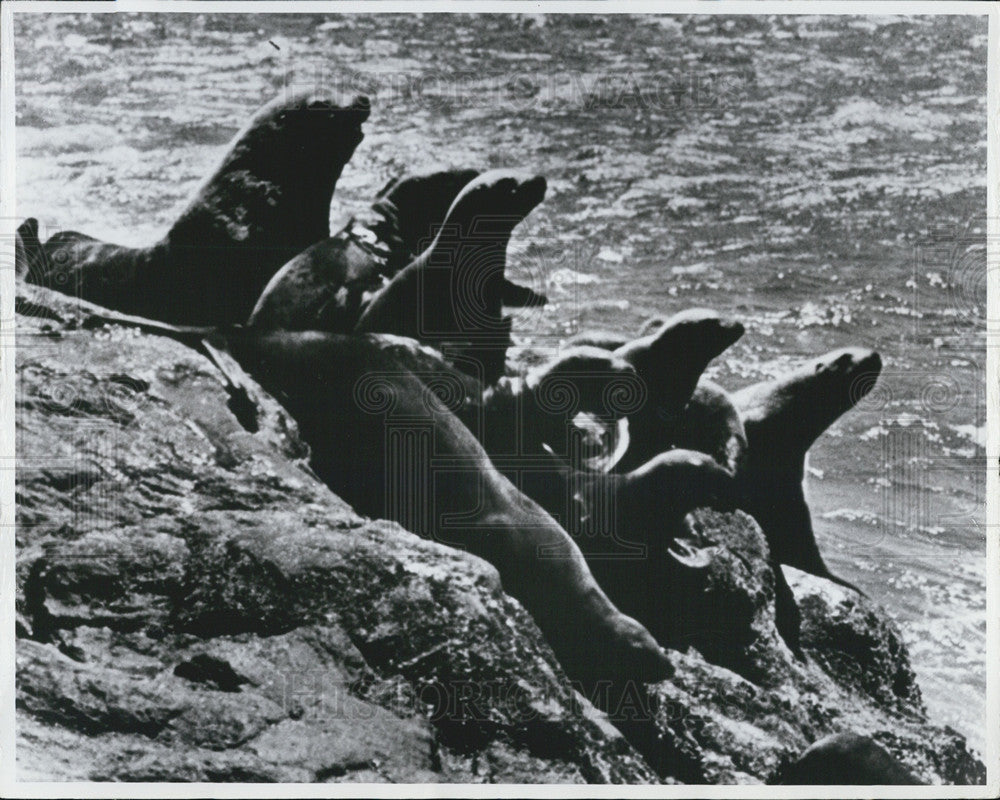 1978 Press Photo Sunning seals in Prince William Sound, Alaska - Historic Images