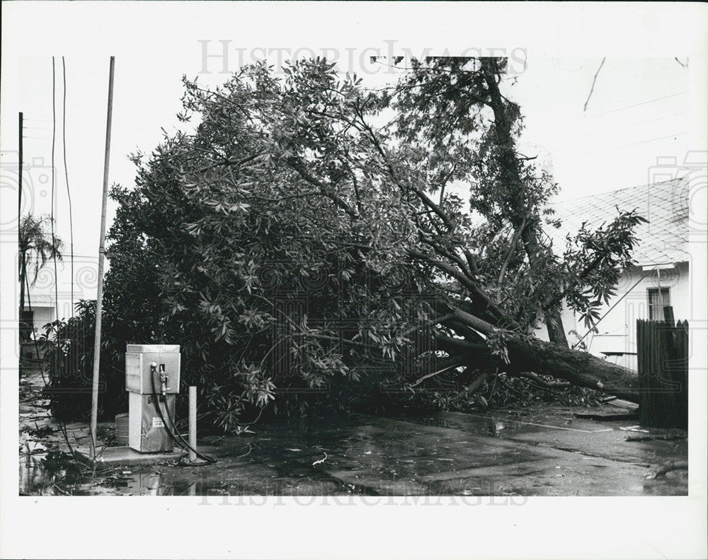 1983 Press Photo Mago Tree Uprooted Harborside Hospital - Historic Images