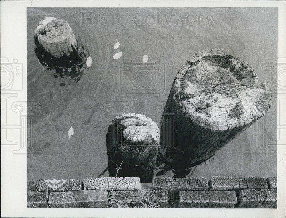 1969 Press Photo Weeden Island pilings, near bridge. - Historic Images