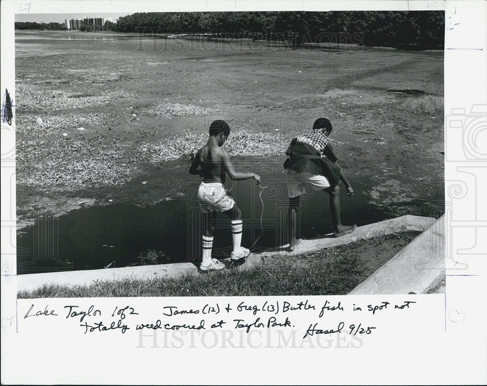 1986 Press Photo Taylor Lake is covered in algae and decaying hydrilla. - Historic Images