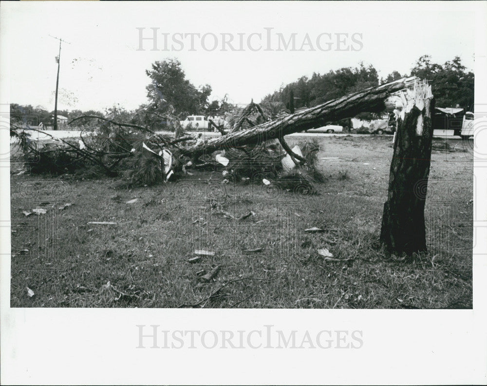 1989 Press Photo Winds destroy a 6ft.Pi tree along Osceola Drive. - Historic Images