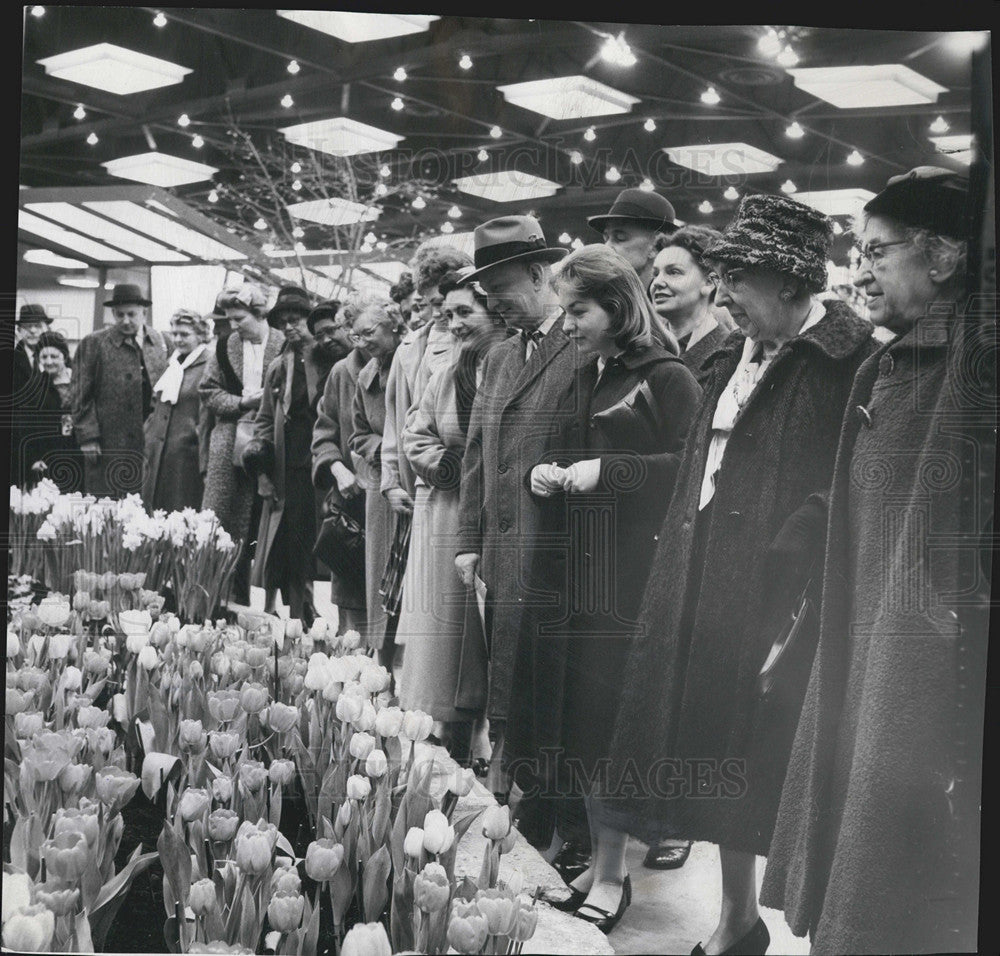 1961 Press Photo Crowd examines a display of tulips in peak bloom - Historic Images