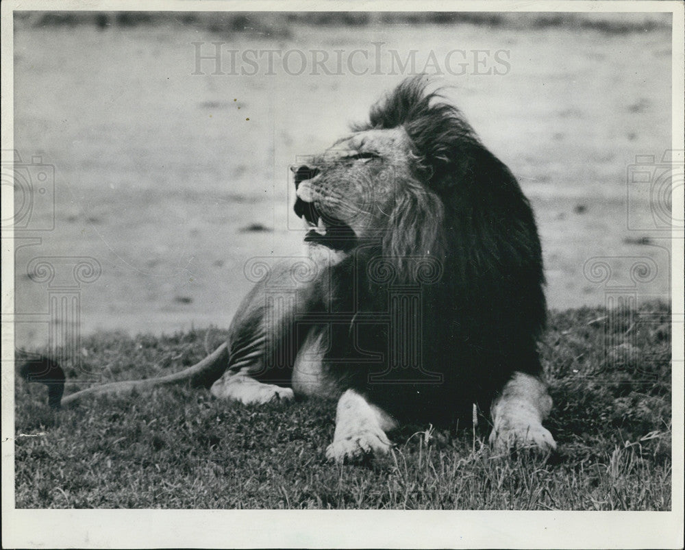 1968 Press Photo Nelspruit, South Africa in Kruger park a male lion Rested - Historic Images