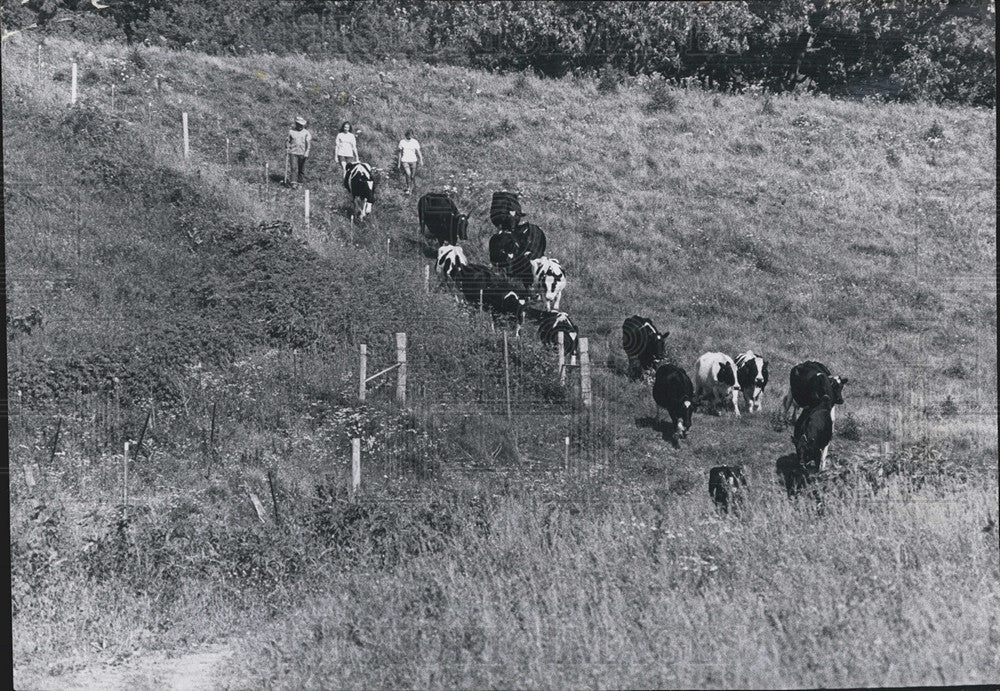 1970 Press Photo Carson Herring, Herding Cows, Milking - Historic Images