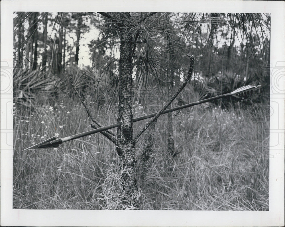 1960 Press Photo Arrow Pierced Tree Hunting Archery Club Florida - Historic Images