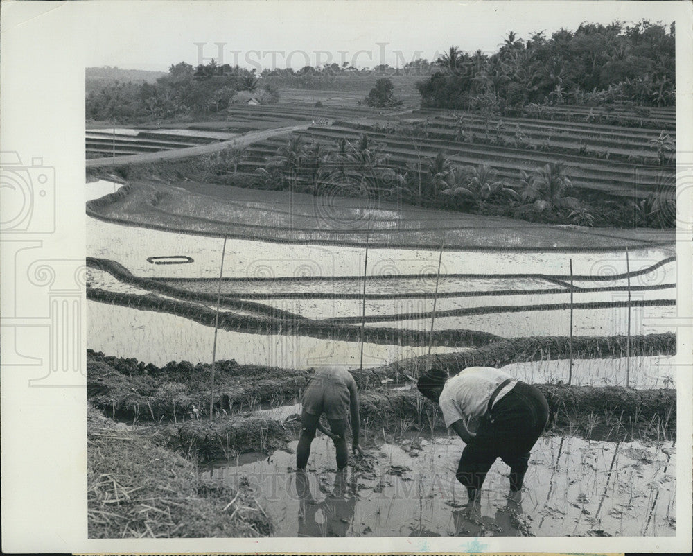 1962 Press Photo of father and son working in rice paddies in Java - Historic Images