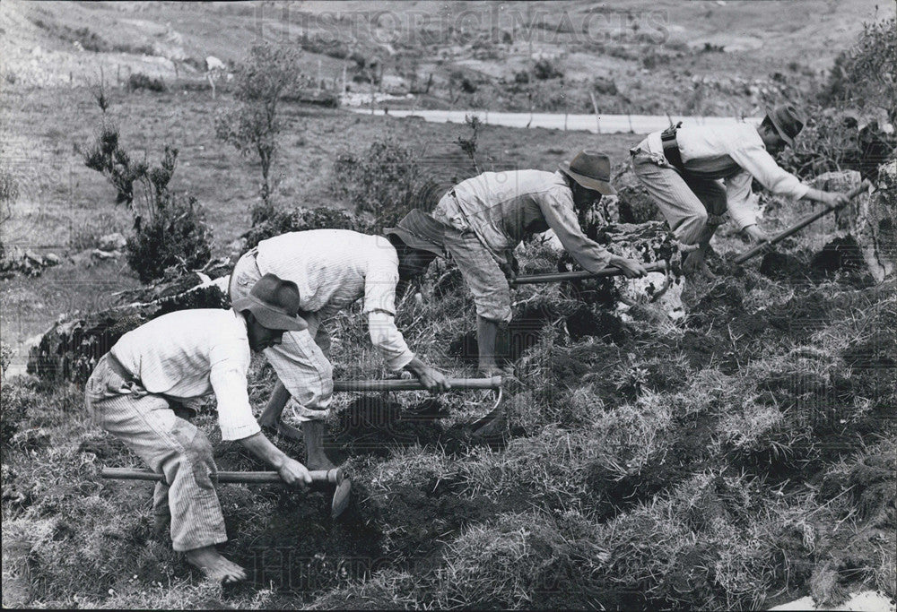 1961 Press Photo Indian Farmers Planting Potatoes Cordillera Oriente - Historic Images