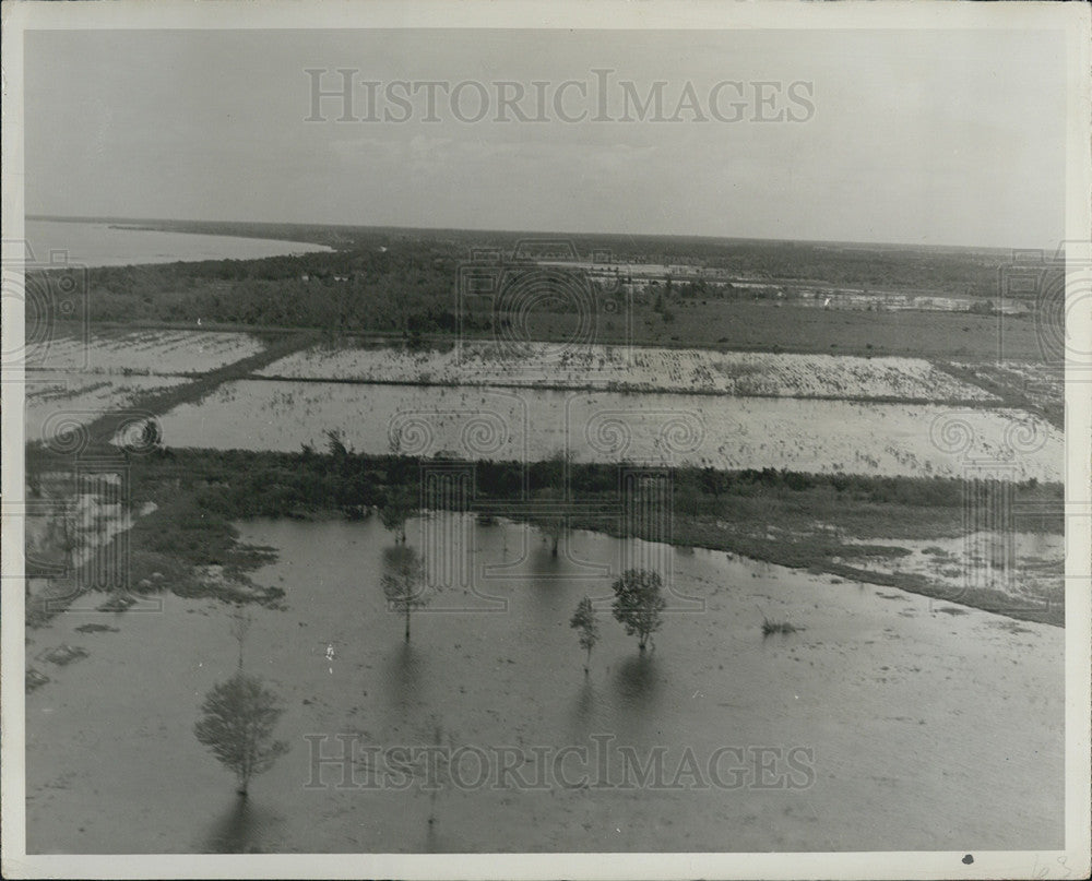 1949 Press Photo Submerging Trees, during the flood. - Historic Images