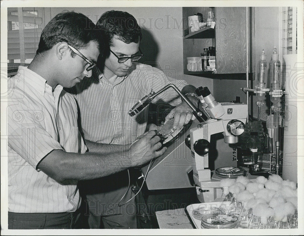 1969 Press Photo Drs Paul LaRock And Carl Oppenheimer Examine Bacteria Culture - Historic Images