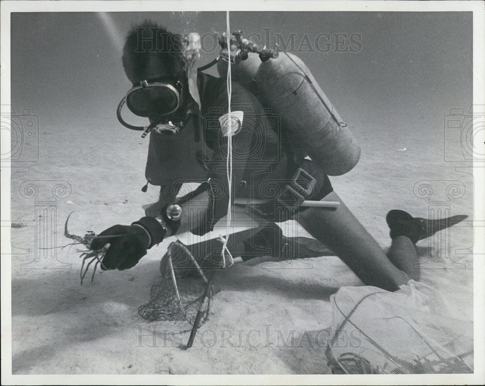 1970 Press Photo Spiny Lobster to be Studied - Historic Images